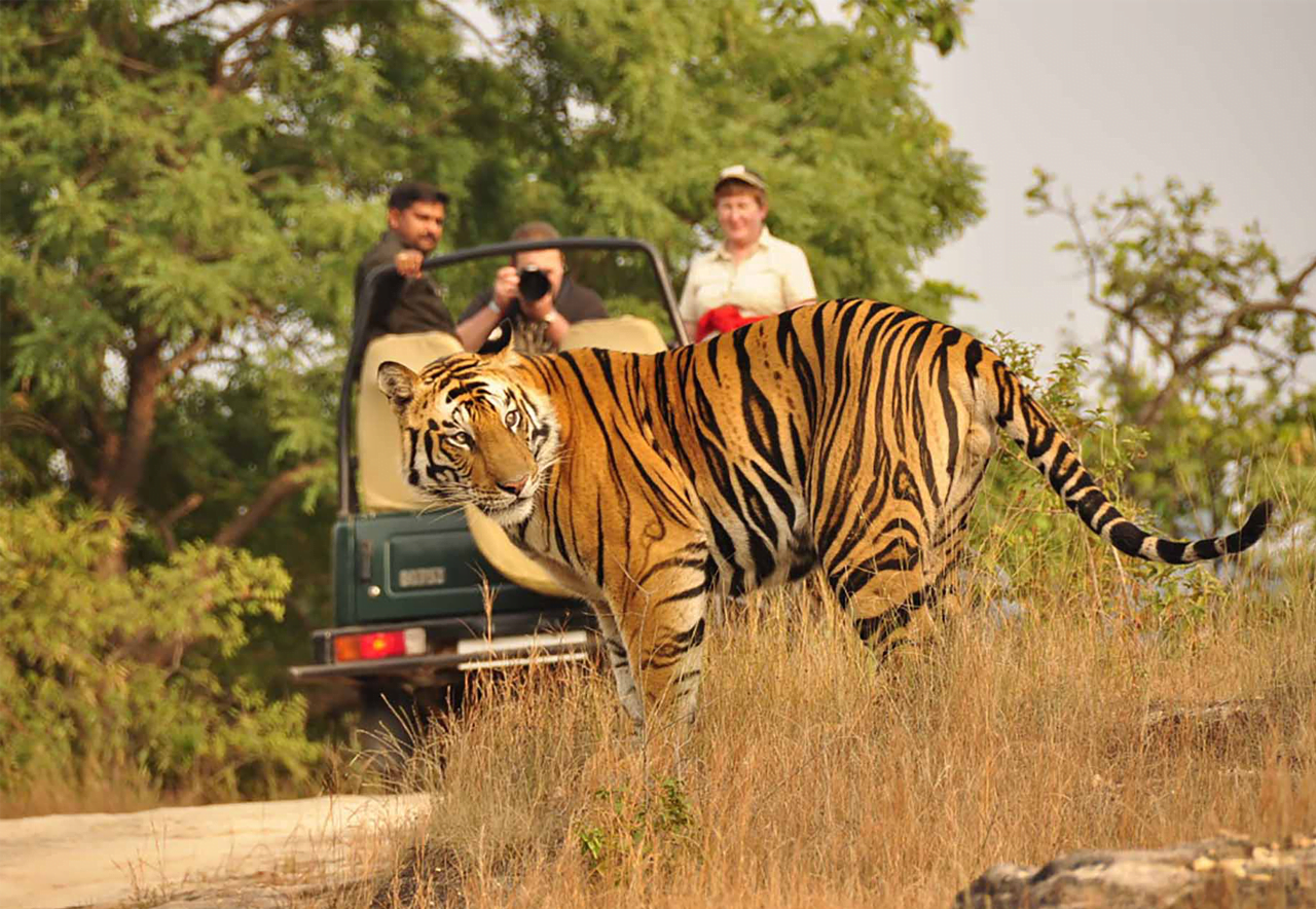 Jaipur Ranthambore Tour | Ranthambore Tour Package | Tours and Taxi