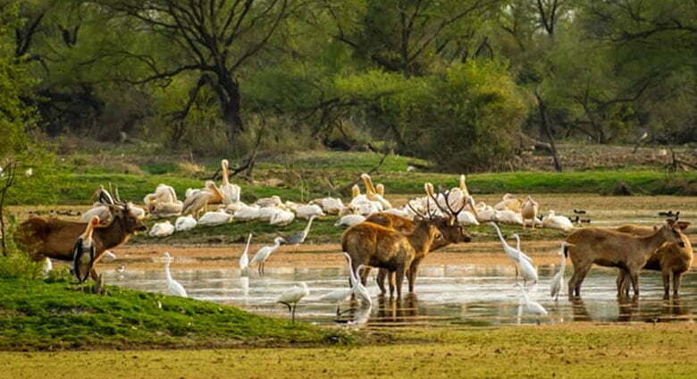 Most Famous Wildlife Sanctuary In Rajasthan